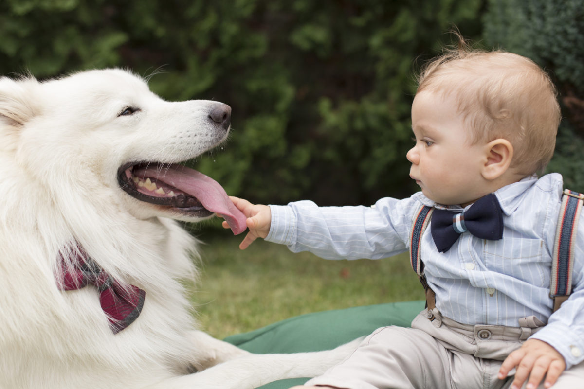 Zahnhygiene bei Hunden