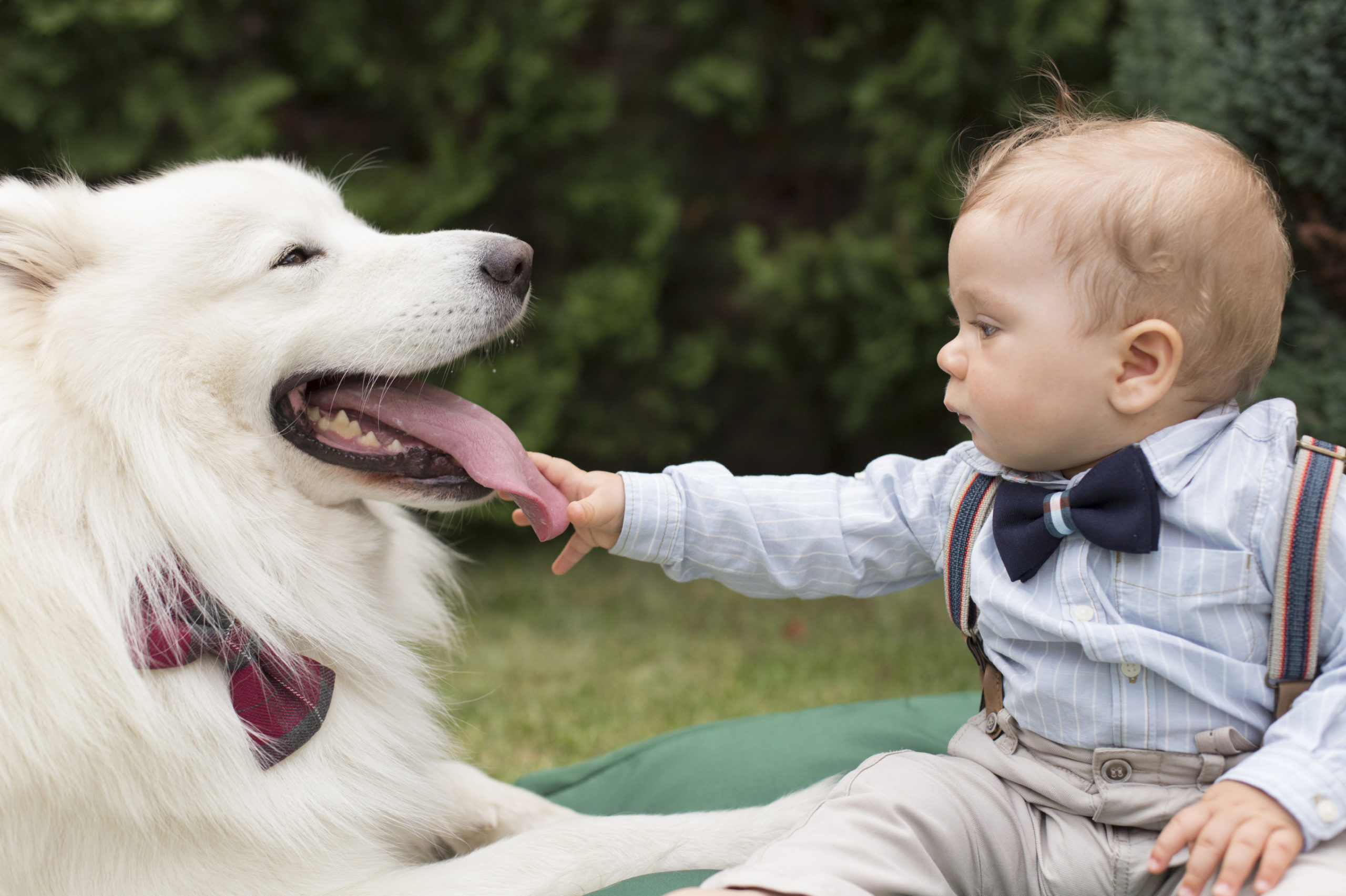Dentalprophylaxe für Hund und Katze.