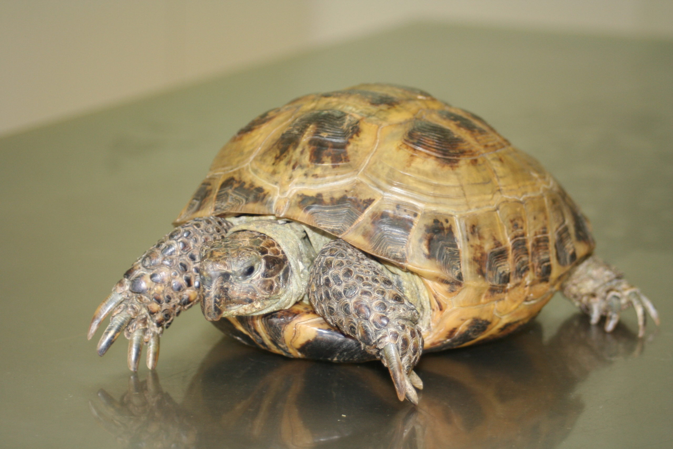Durchführung der Winterruhe bei Europäischen Landschildkröten