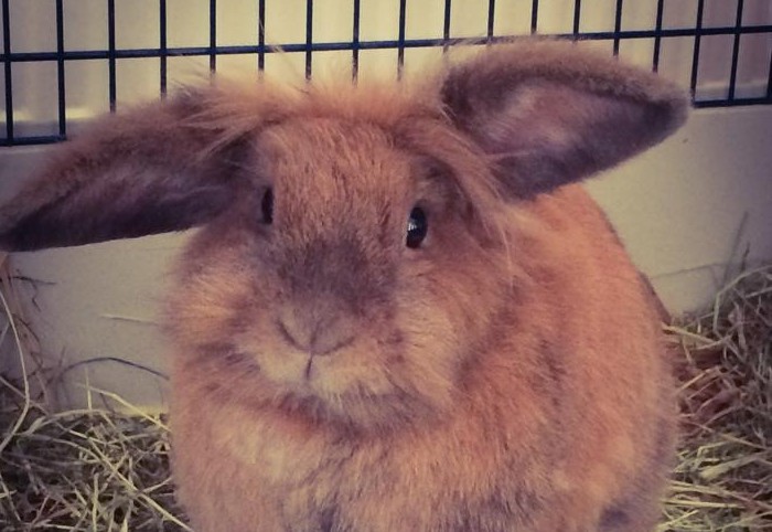 Urlaubsbetreuung von Heimtieren.