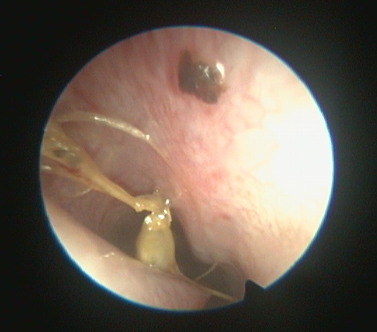 Endoskopie in der Tierarztpraxis.