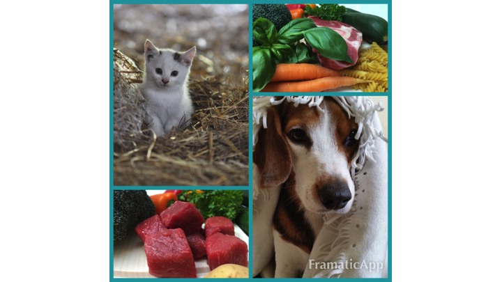 Expertenrat zur optimalen Tierfütterung.