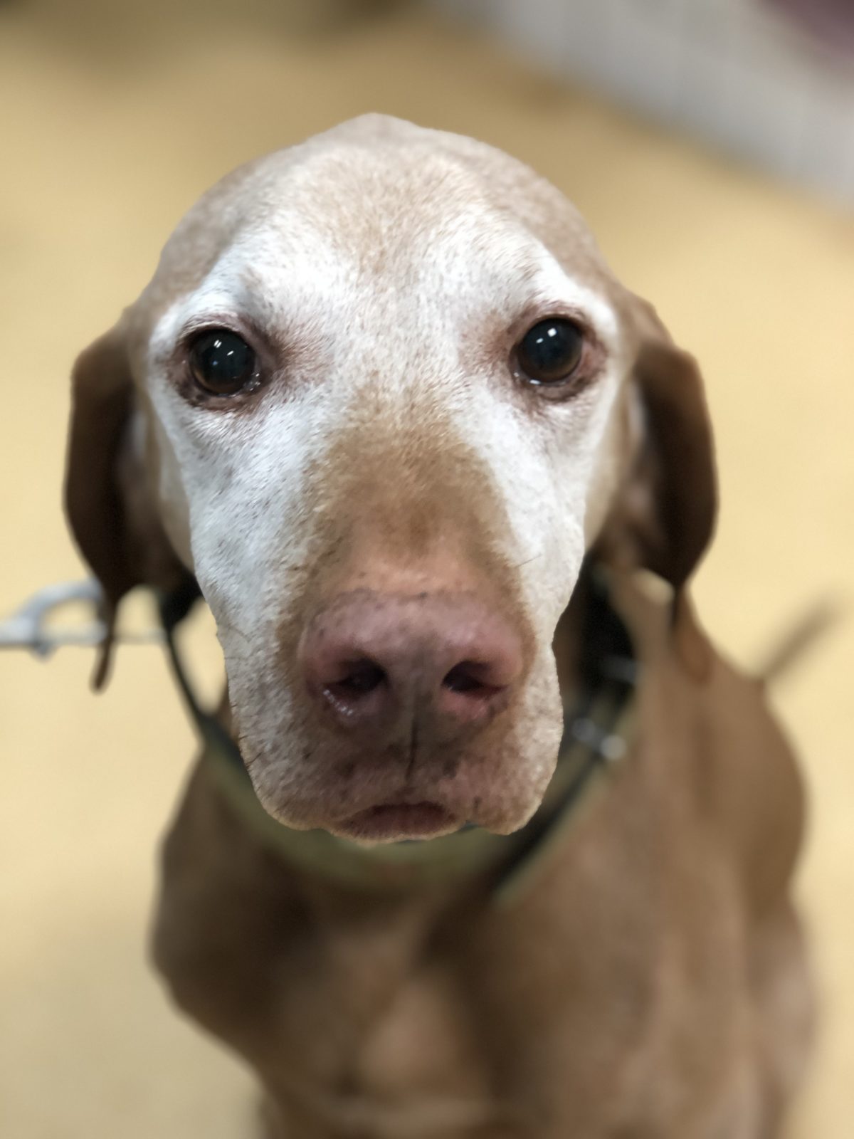 Bester Freund des Menschen