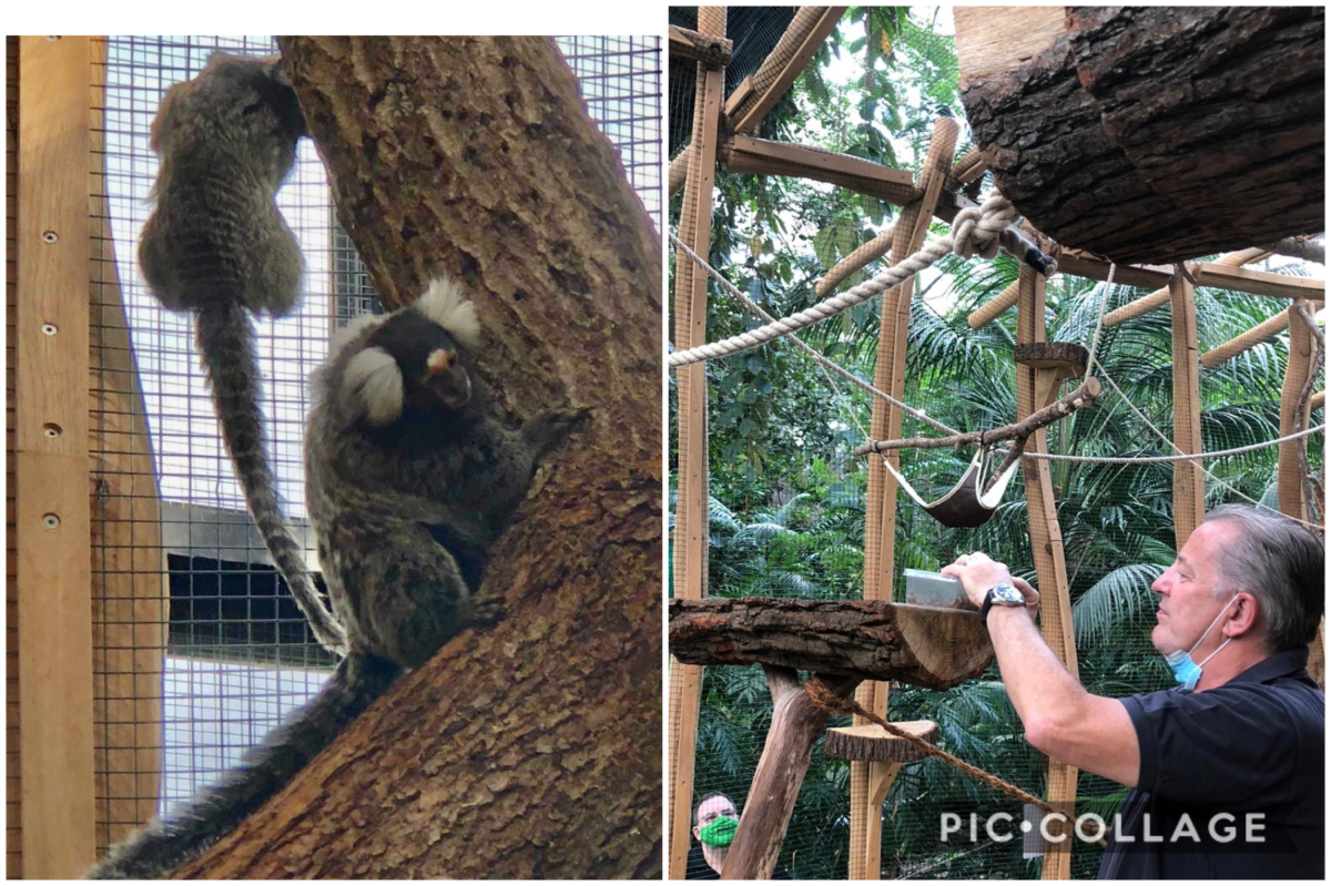 Untersuchung der Weißbüschelaffen
