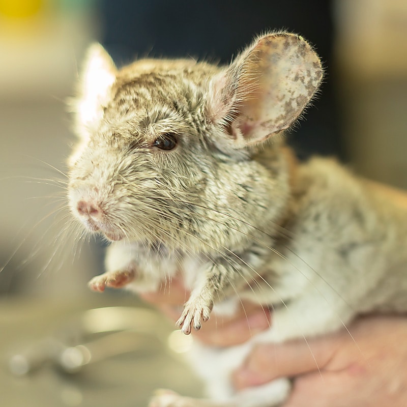 Heimtiere beim Tierarzt Dr. Göbel