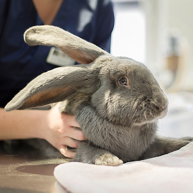 Ein Riese als Patient beim Tierarzt