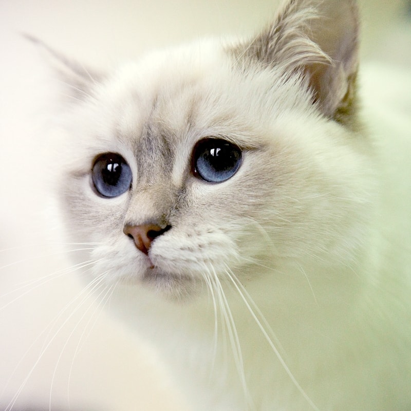 Samtpfote beim Tierarzt Dr. Göbel