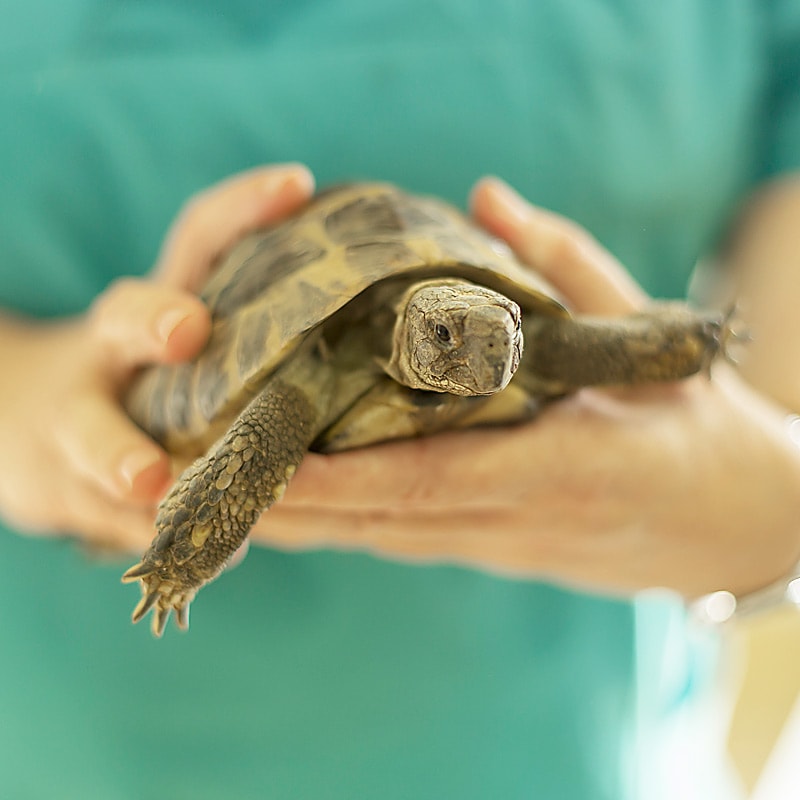 Überwinterung Schildkröte Praxis Göbel